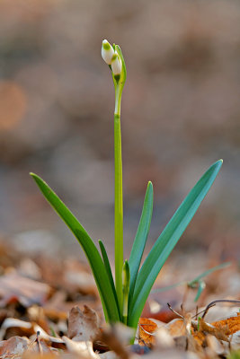 Frühlingserwachen