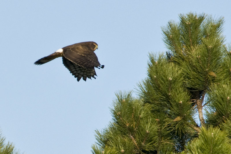 Harrier Hawk