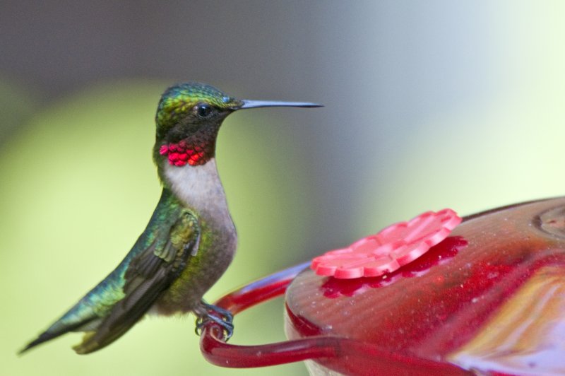 Ruby-throated Hummingbird