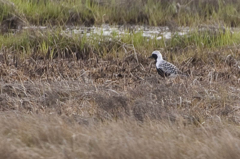 Black-bellied Plover