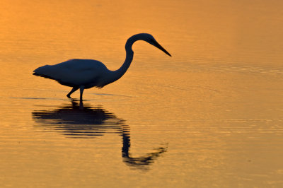 Egret at Sunset