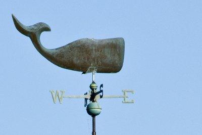 Whale, Newburyport Ma