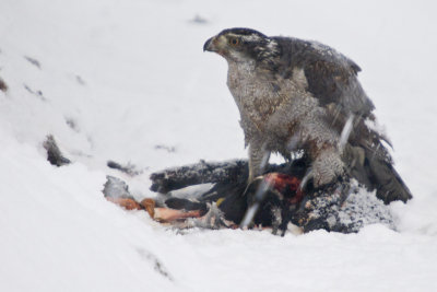 Gosshawk Dining on Crow 2