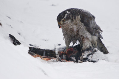 Gosshawk Dining on Crow 1