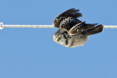 Hawk Owl 3