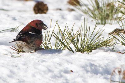 White Winged Crossbill 10