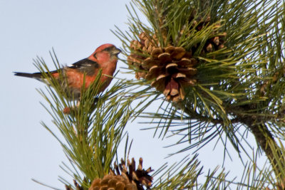 White Winged Crossbill 8