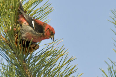 White Winged Crossbill 7