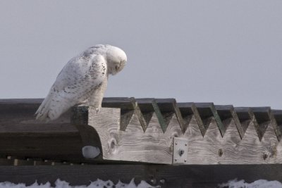 Praying for Prey