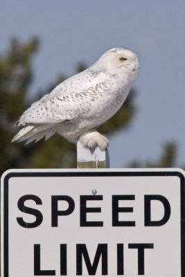 Speed Limit