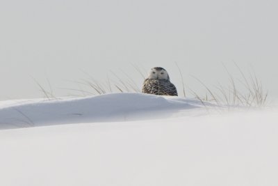 Salisbury Dune 1
