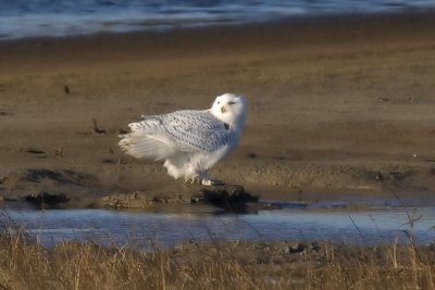 Plum Island Snowy Owls 7