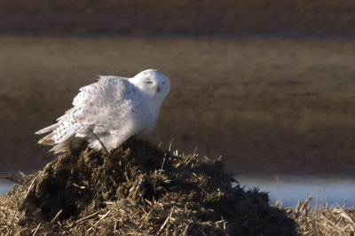 Plum Island Snowy Owls 8