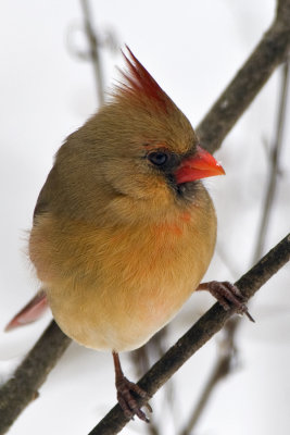 Female Cardinal