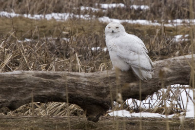 Snowy Salisbury Marsh