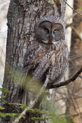 Great Grey Owl Blending In, NH