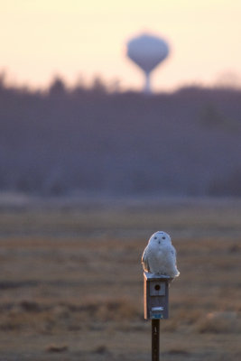 Snowy Owl on post