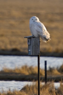 Snowy on Nest Box