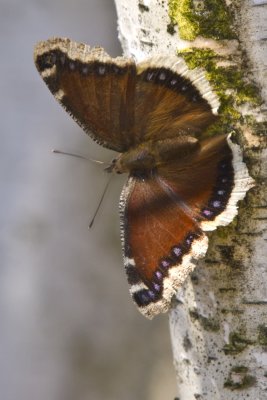Mouning Cloak