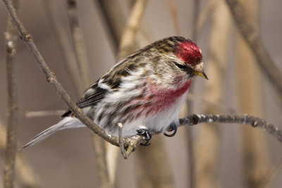 Redpoll