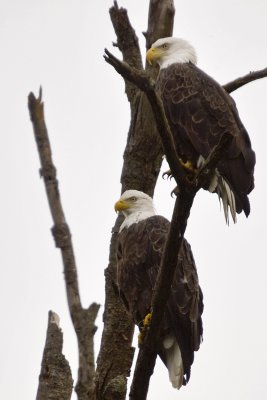 Two eagles in July