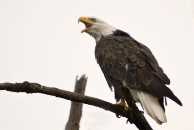Eagle in July