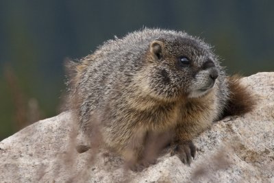 marmot close-up