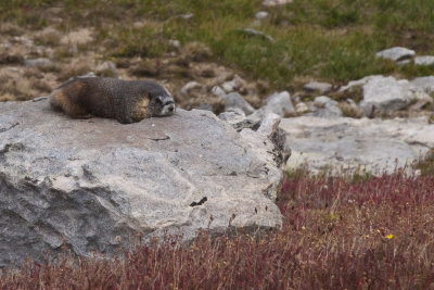 Marmot on the rocks