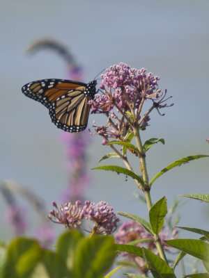 Monarch in Swamp