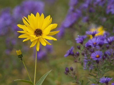 Yellow and purple