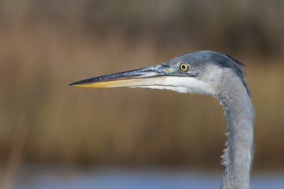 Great blue heron close-up