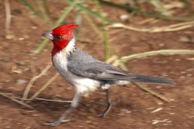 Red-creasted Cardinal