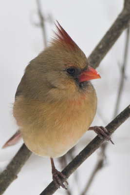Northern Cardinal, Female
