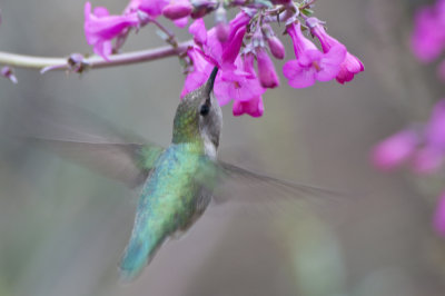 Costa's Hummingbird, female