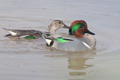 Green-winged Teal