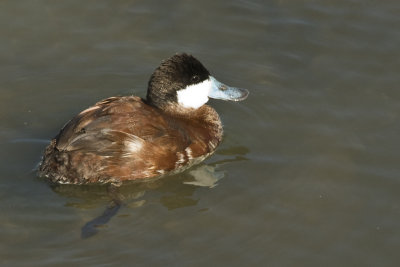 Ruddy Duck