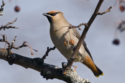 Bohemian Waxwing