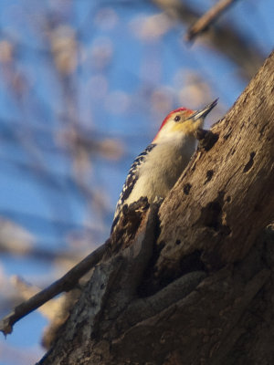 Red-bellied Woodpecker