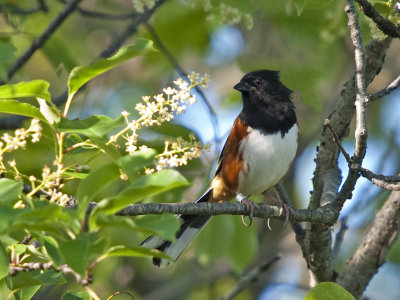 Eastern Towhee