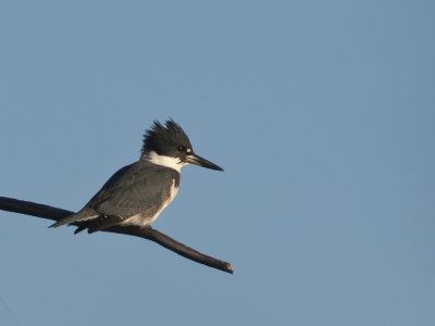 Belted Kingfisher