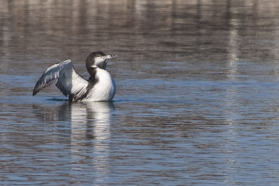 Common Loon