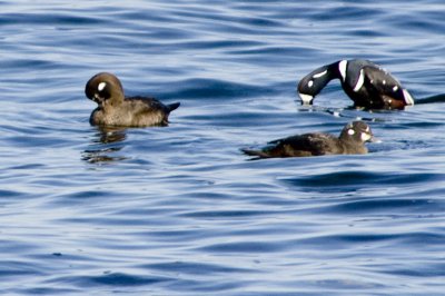 Harlequin Duck