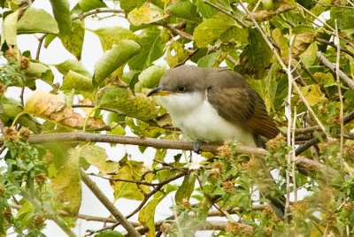 Yellow-billed Cuckoo