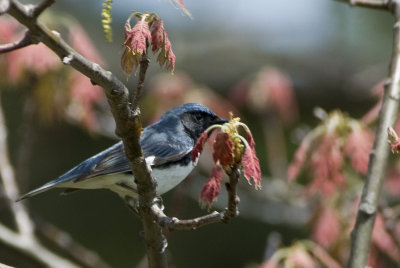 Black-throated Blue Warbler