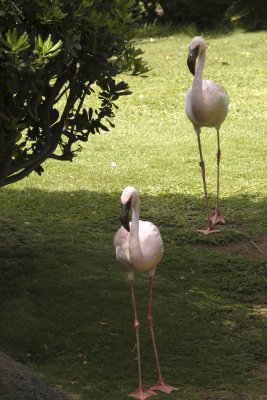 American Flamingo