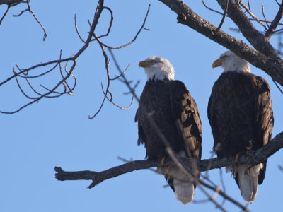 Bald Eagles 1