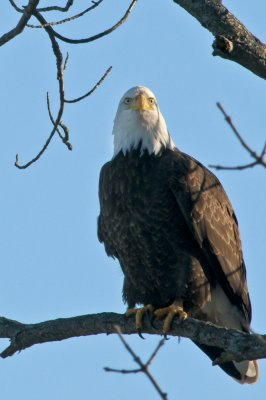 Bald Eagle1