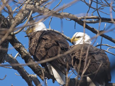 Bald Eagles 2