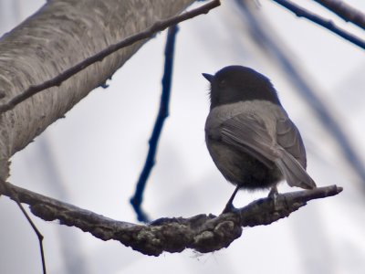 Melanistic Chickadee 1