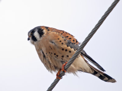 Kestrel profile